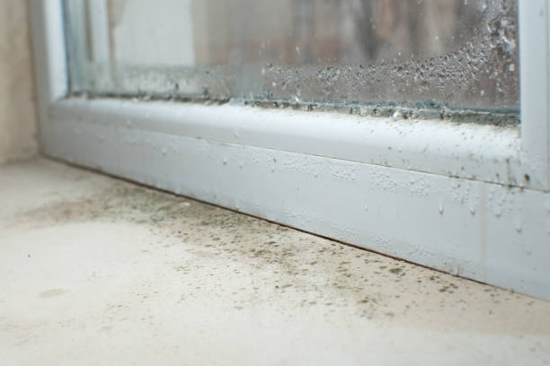 Insurance-Related Mold Remediation